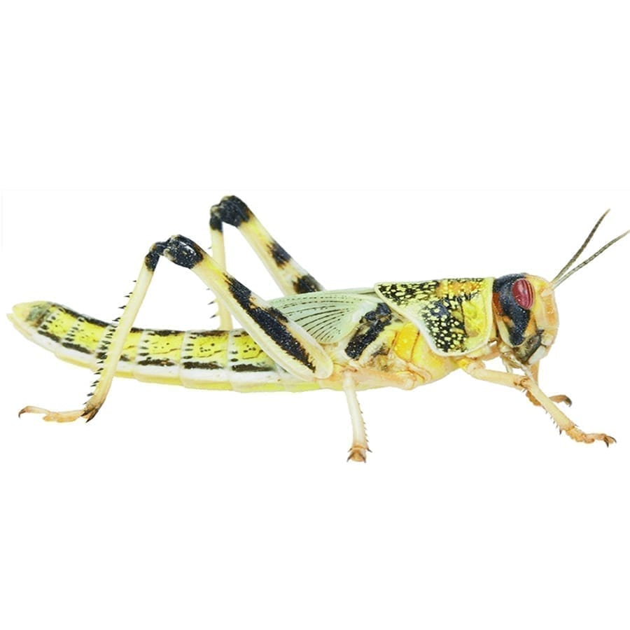 Live Locusts Medium