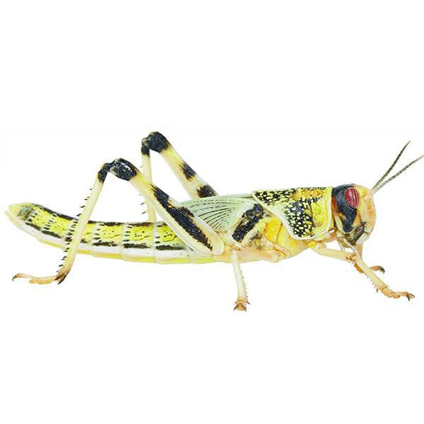 Live Locusts Xlarge